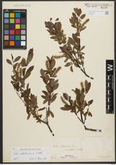 Foto von Salix waldsteiniana Willd.